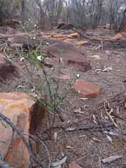 Pimelea petrophila