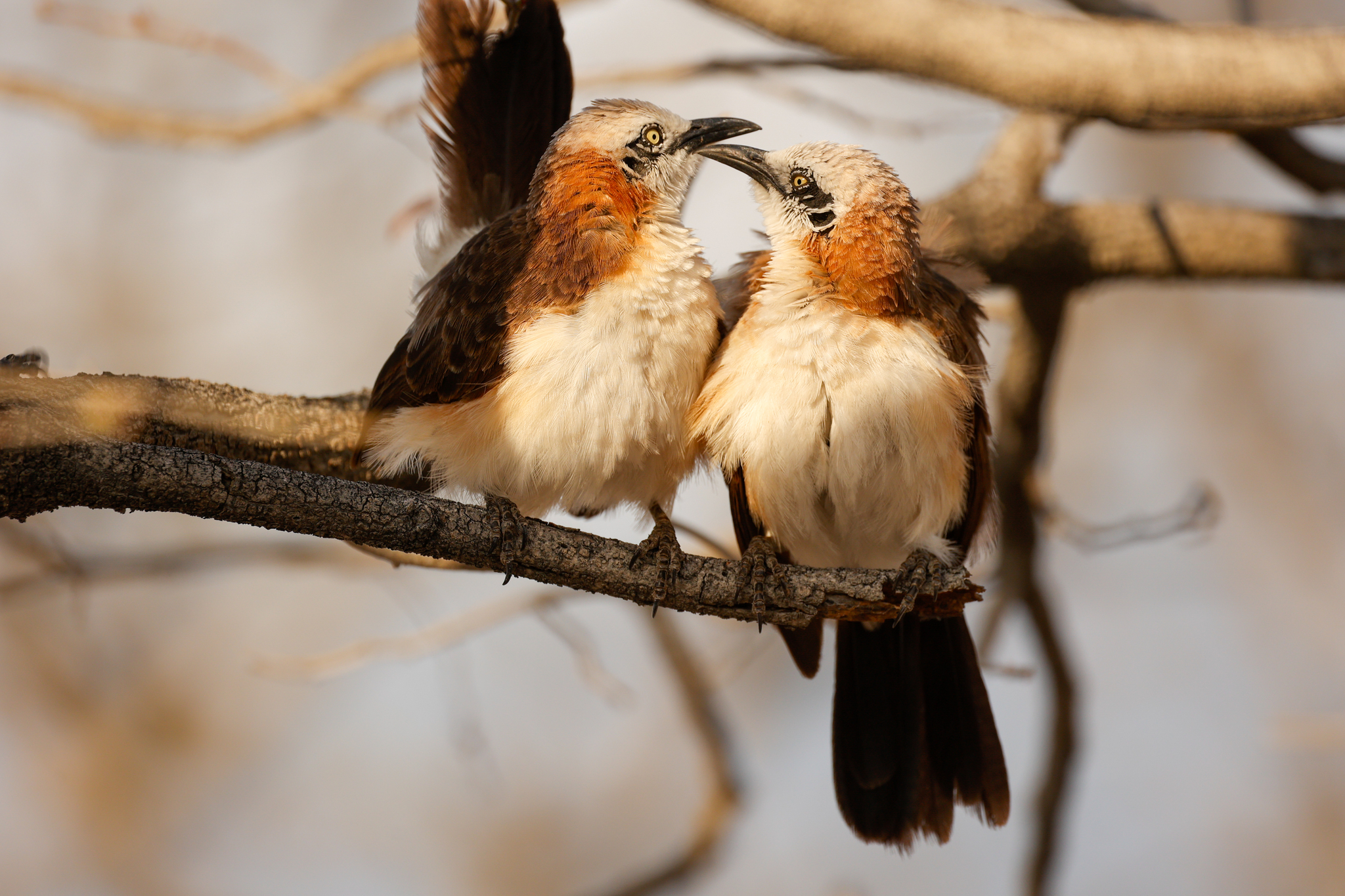 Bare-cheeked Babbler (Turdoides gymnogenys), photo 6