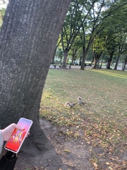 Sciurus carolinensis