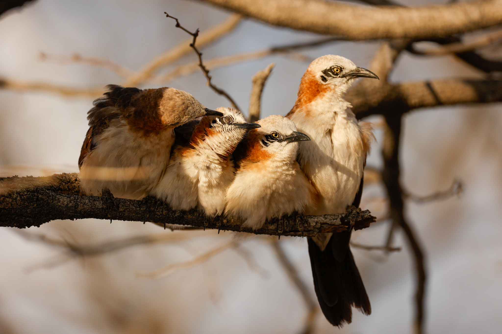 Bare-cheeked Babbler (Turdoides gymnogenys), photo 5