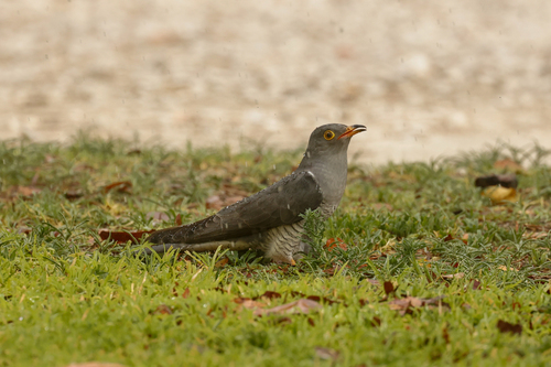 African Cuckoo (Cuculus gularis), photo 7