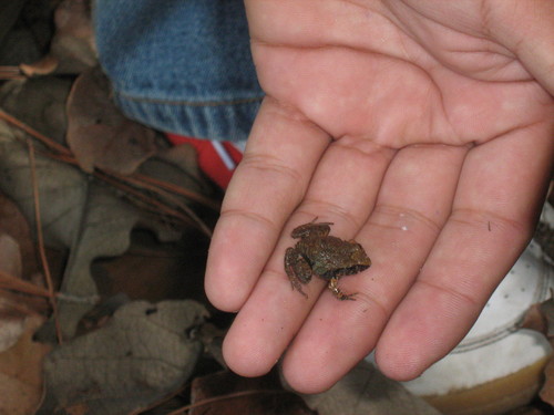 Craugastor occidentalis