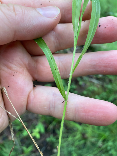 Brachypodium sylvaticum iNat (3)