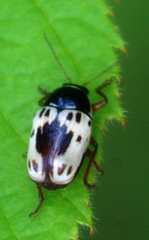 Cryptocephalus mutabilis
