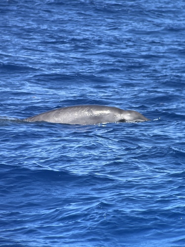 ヒガシアメリカオウギハクジラ