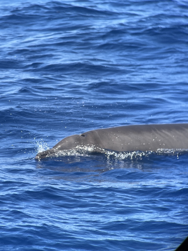 Gervais' beaked whale at the surface in open blue water off North Carolina