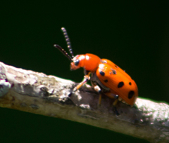 Crioceris duodecimpunctata