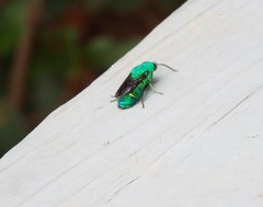 Chrysis smaragdula