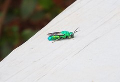 Chrysis smaragdula