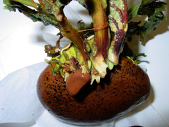 Mourera aspera
