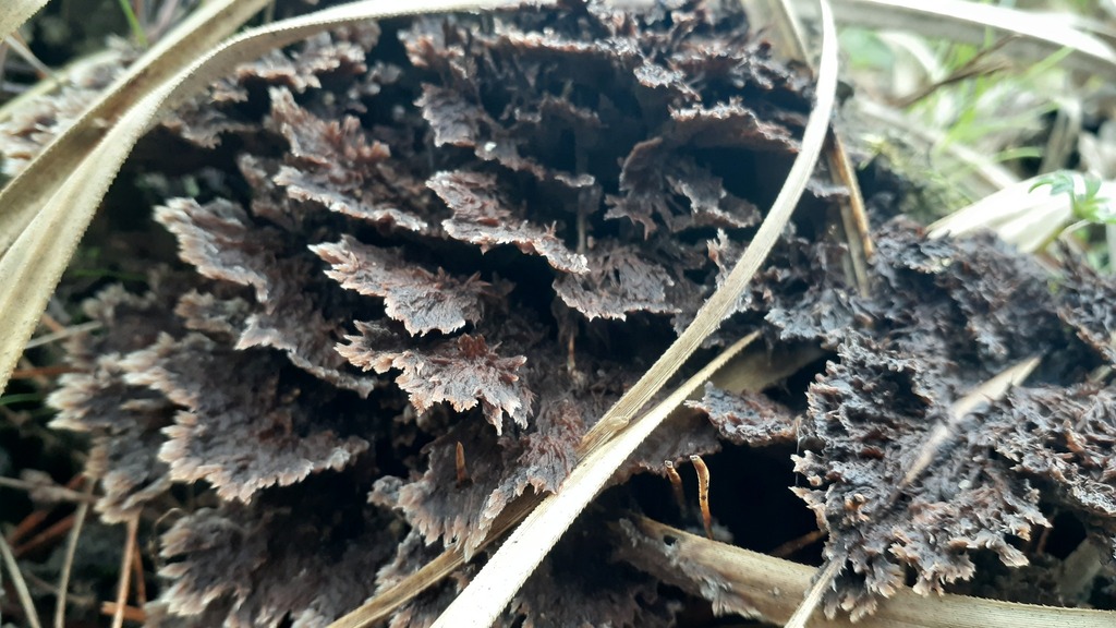 Thelephora terrestris · June 2025 · photo: © aardvark04 (iNaturalist, cc0)
