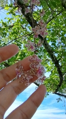 Trichocentrum carthagenense