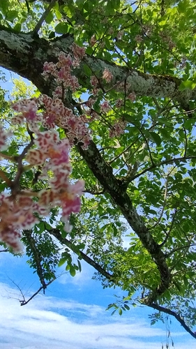 Trichocentrum carthagenense, photograph 2