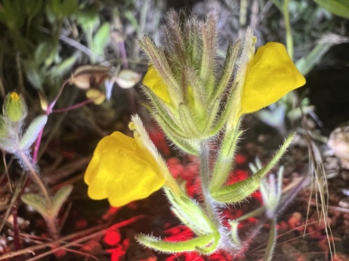 San Bernardino Mountains owl's-clover (Castilleja lasiorhyncha)