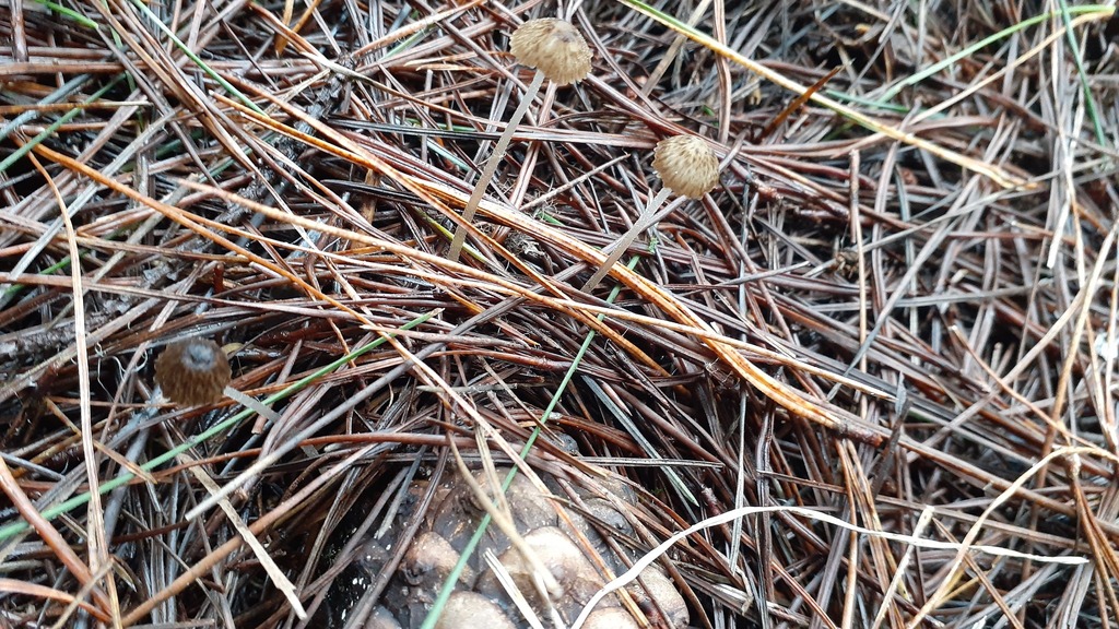 Pseudohydropus parafunebris · June 2025 · photo: © aardvark04 (iNaturalist, cc0)