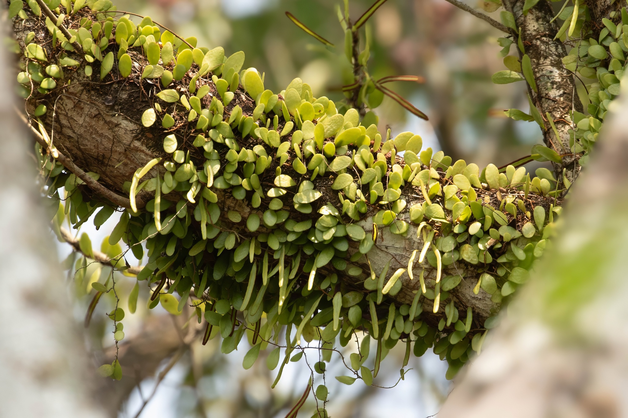 Pyrrosia piloselloides — ảnh 2