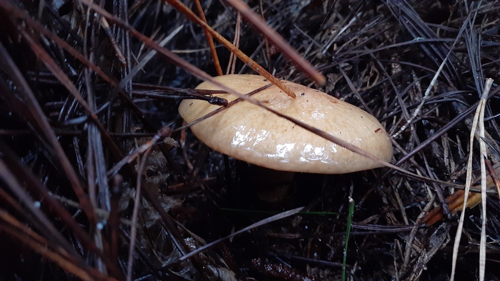 Suillus salmonicolor · June 2025 · photo: © aardvark04 (iNaturalist, cc0)