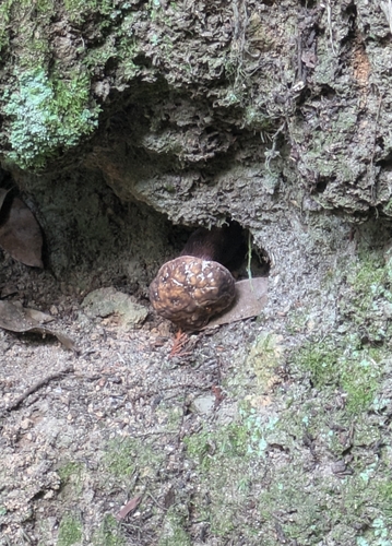 Boletus violaceofuscus