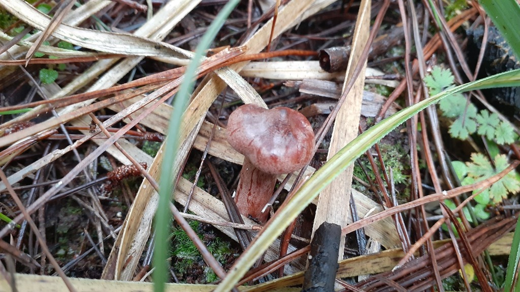 Lactarius rufus · June 2025 · photo: © aardvark04 (iNaturalist, cc0)