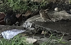 Passer domesticus