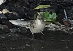 Passer domesticus