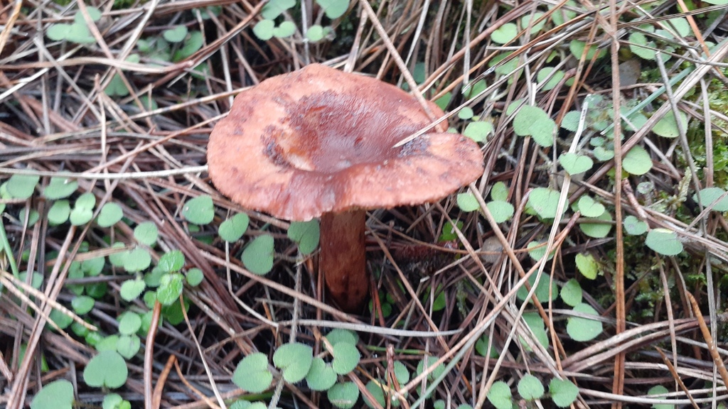 Lactarius rufus