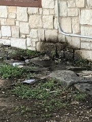 Passer domesticus