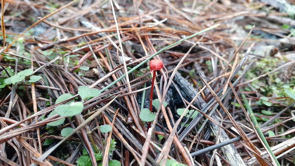 Cruentomycena viscidocruenta · June 2025 · photo: © aardvark04 (iNaturalist, cc0)