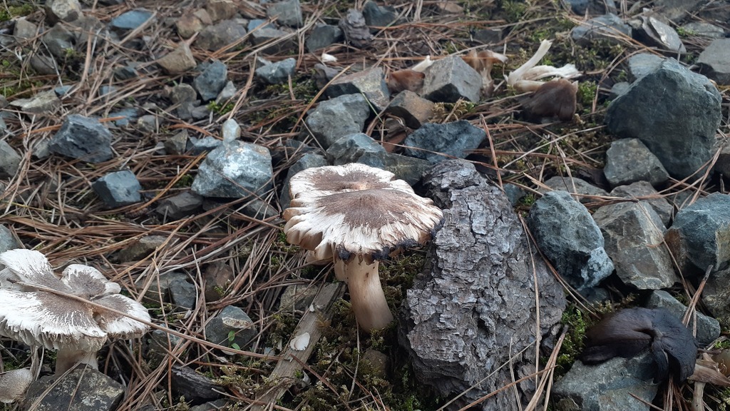 Tricholoma terreum · June 2025 · photo: © aardvark04 (iNaturalist, cc0)