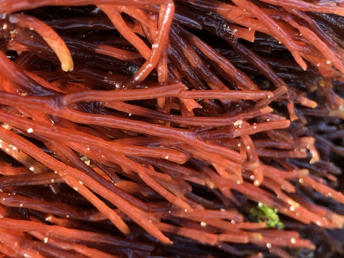 Scinaia confusa