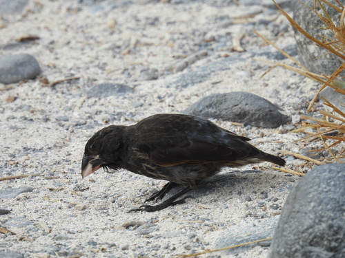 Espanola Cactus Finch (Geospiza conirostris)