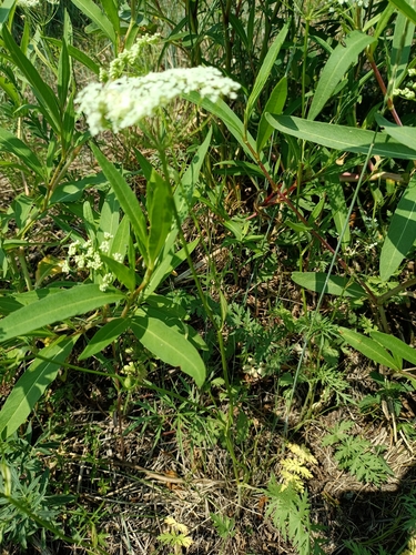 Pimpinella thellungiana iNat (2)