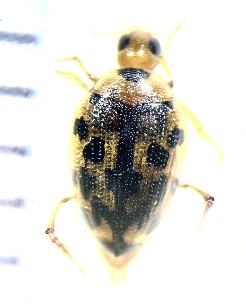 Haliplus triopsis