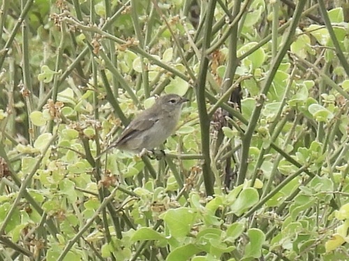 Grey Warbler-Finch (Certhidea fusca), photo 3