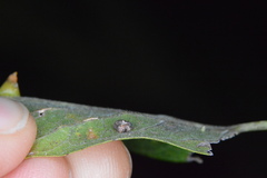 Celticecis capsularis