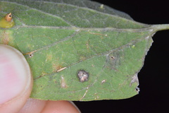 Celticecis capsularis