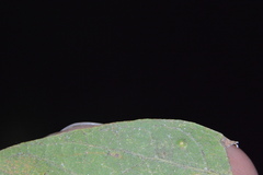 Celticecis cupiformis