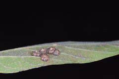 Celticecis capsularis