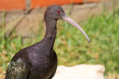 Puna Ibis photo 2