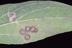 Celticecis capsularis