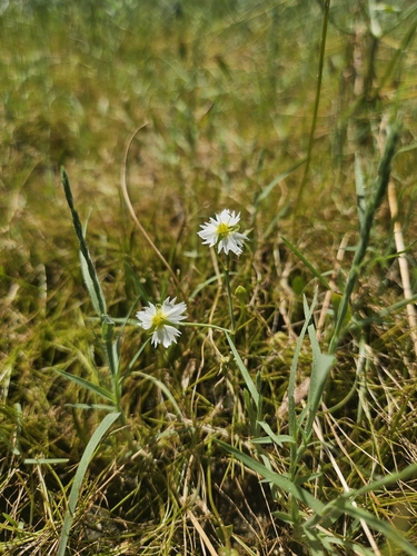 California damsonium (Damasonium californicum)