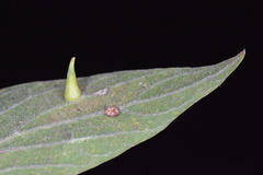 Celticecis capsularis