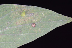 Celticecis capsularis