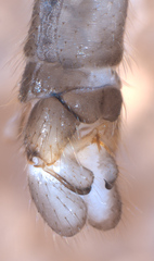 Rhipidia maculata