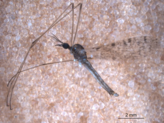 Rhipidia maculata