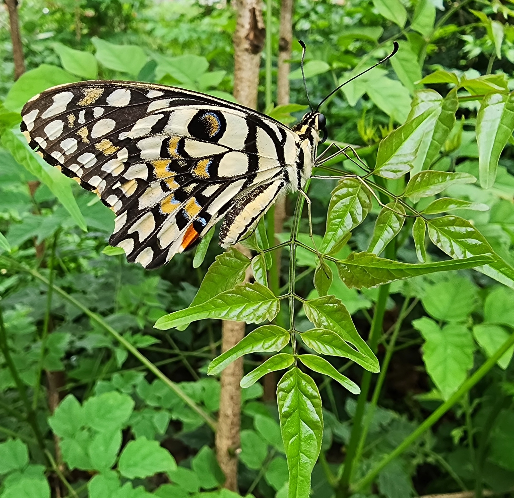 Lime Swallowtail