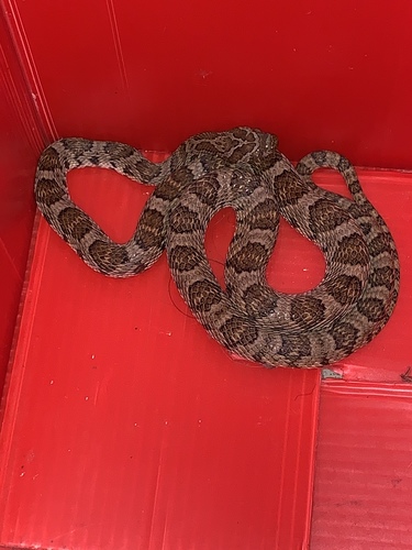 Trimorphodon biscutatus