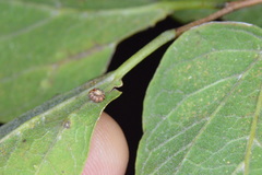 Celticecis capsularis