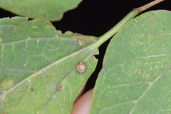 Celticecis capsularis