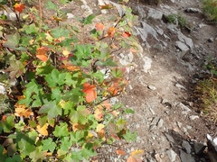 Ribes acerifolium